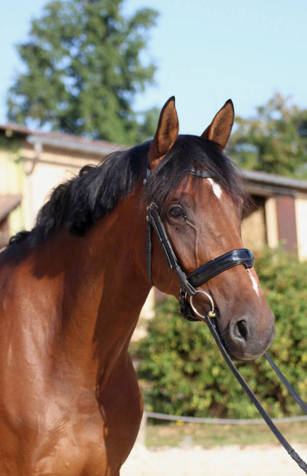 Jument de dressage pr cavalier ambitieux