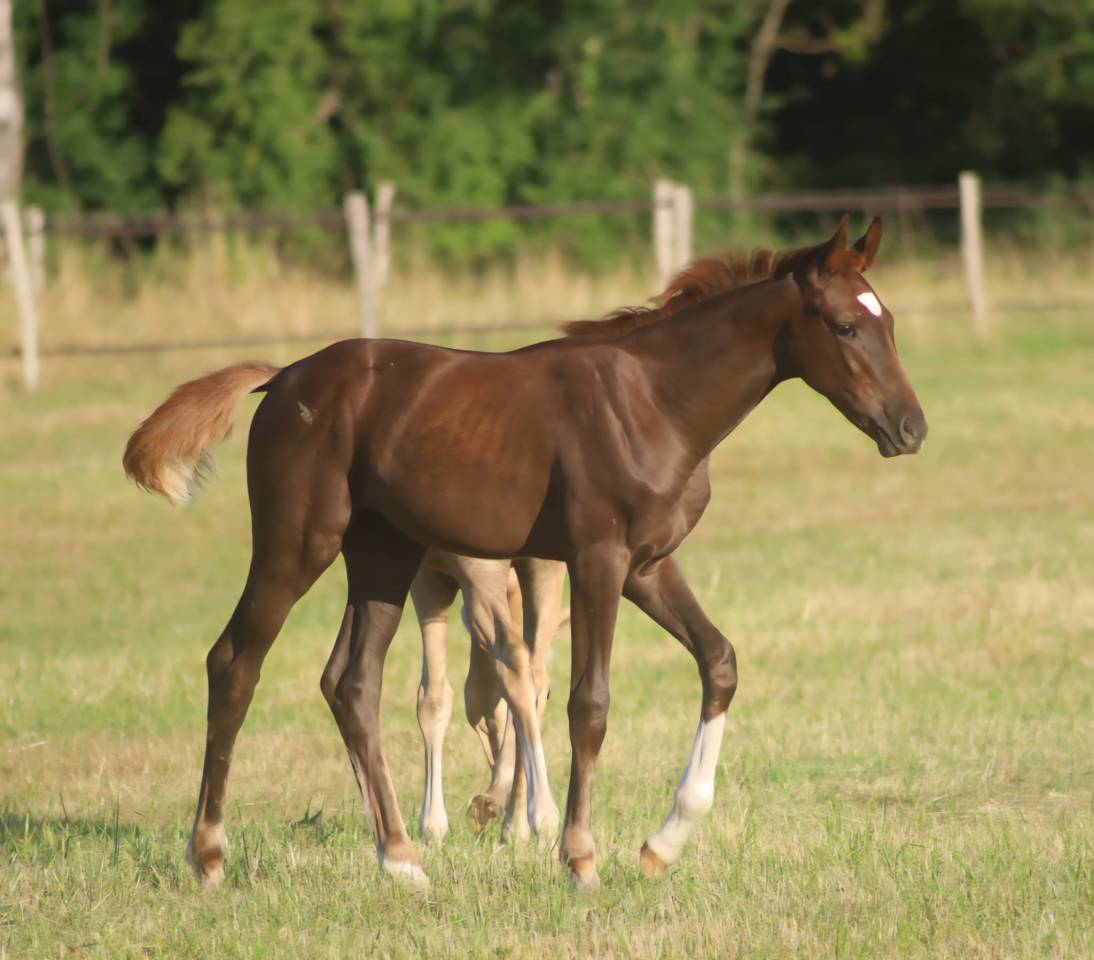 Magnifique pouliche de dressage