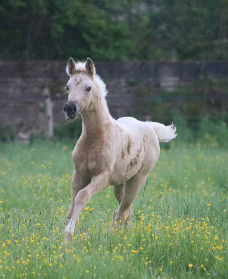 Pouliche palomino de dressage