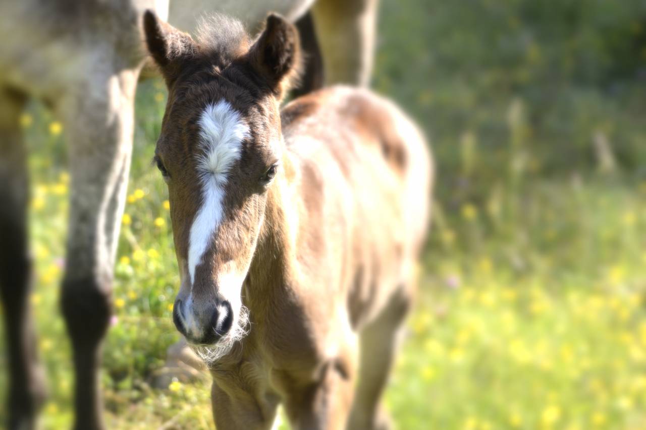  magnifique poulain New Forest  de croisement