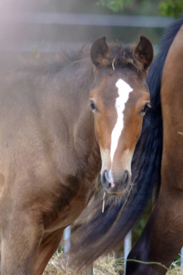  magnifique poulain New Forest  de croisement