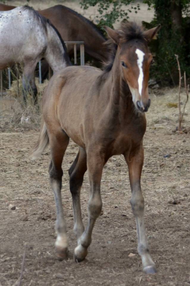  magnifique poulain New Forest  de croisement