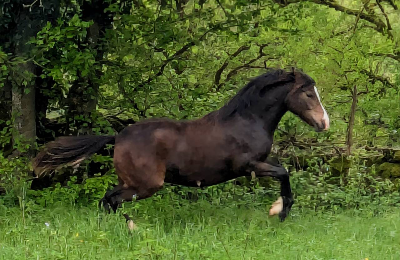  magnifique jument New Forest &nbsp;de croisement 