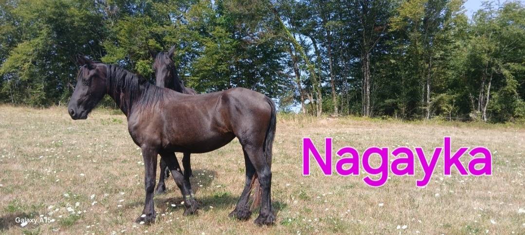 Frison femelles 1ans et 2ans
