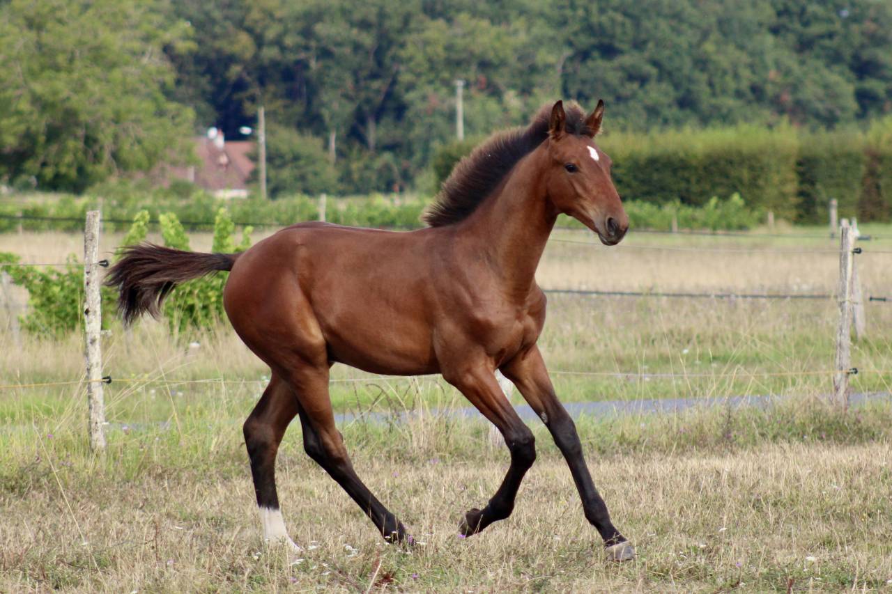 Poulain SF 2025