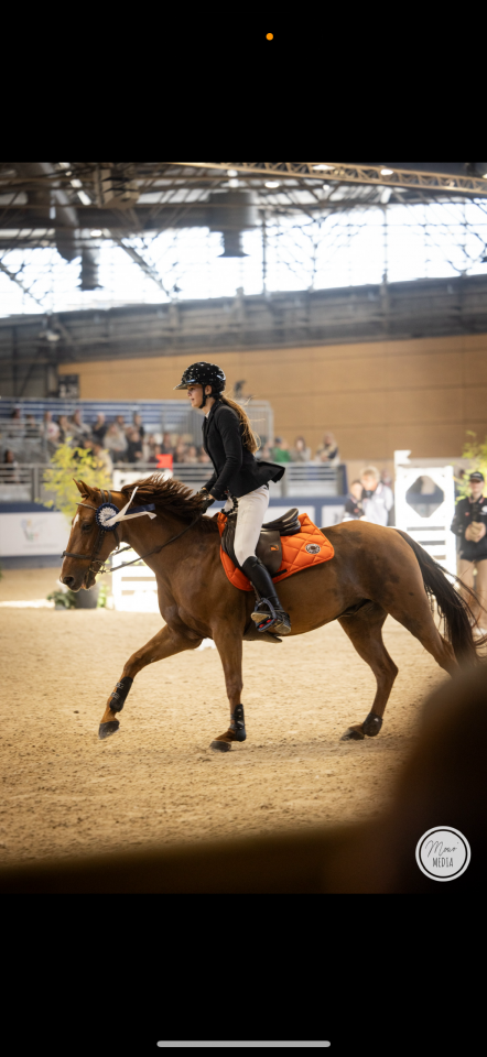 Poney d’exception disponible à la vente. 