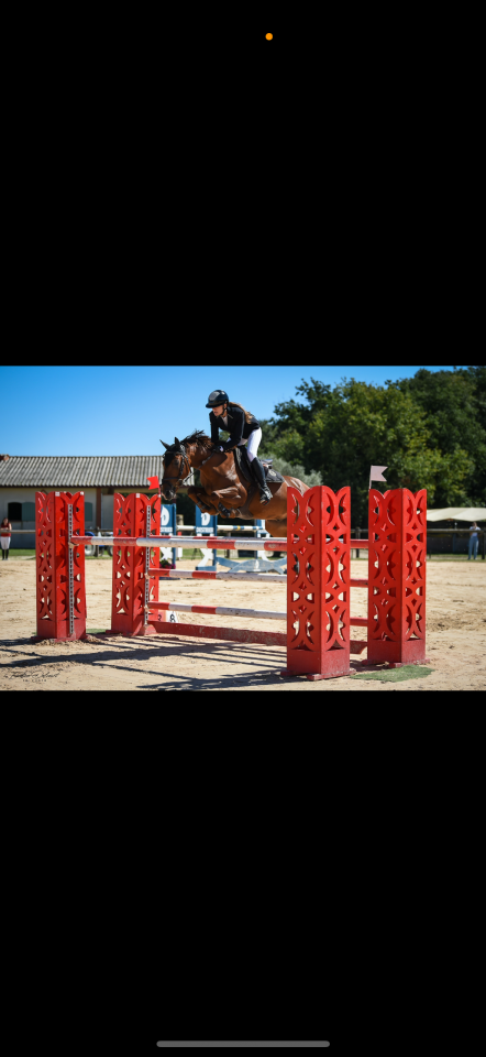 Poney d’exception disponible à la vente. 