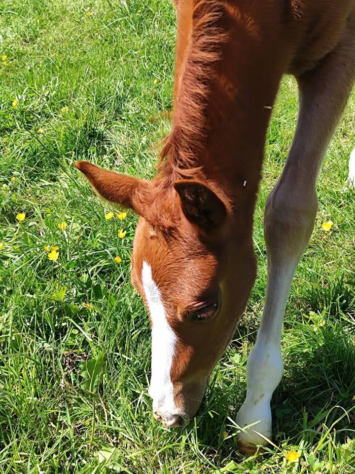 Poulain Mâle PFS par LINARO SL 