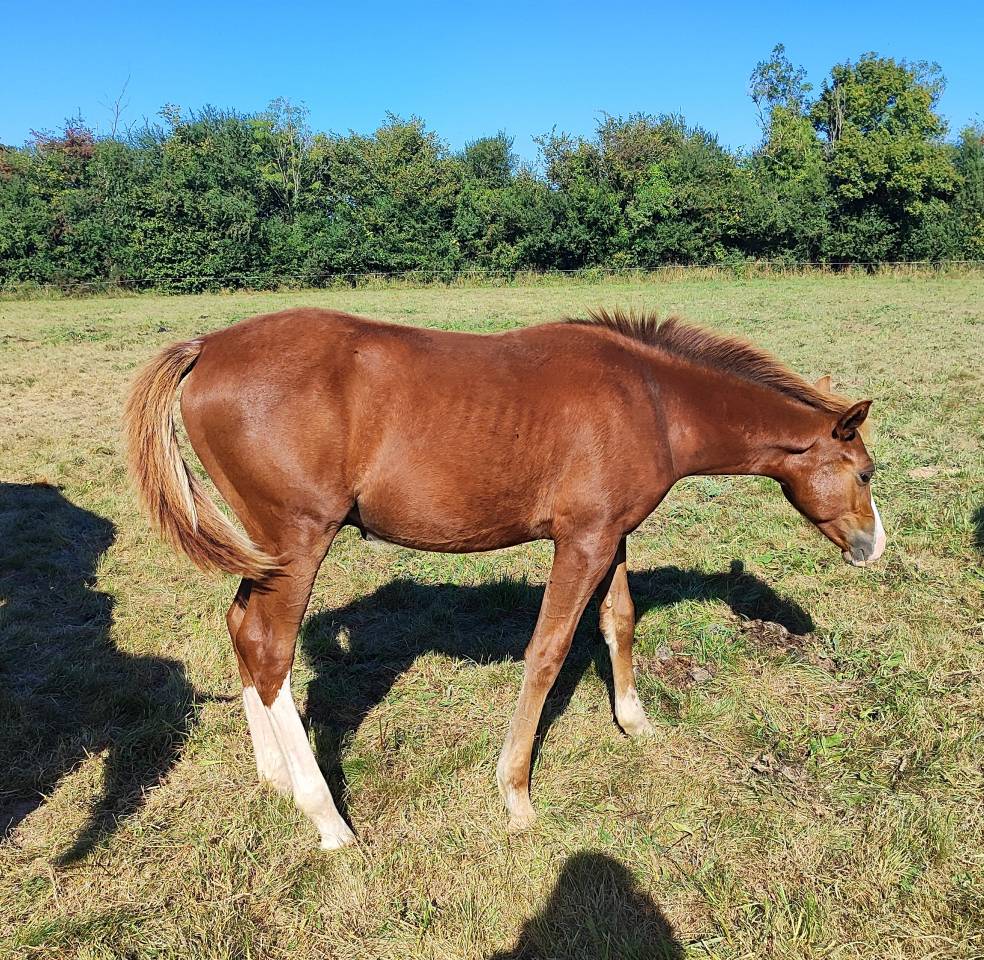 Poulain Mâle PFS par LINARO SL 