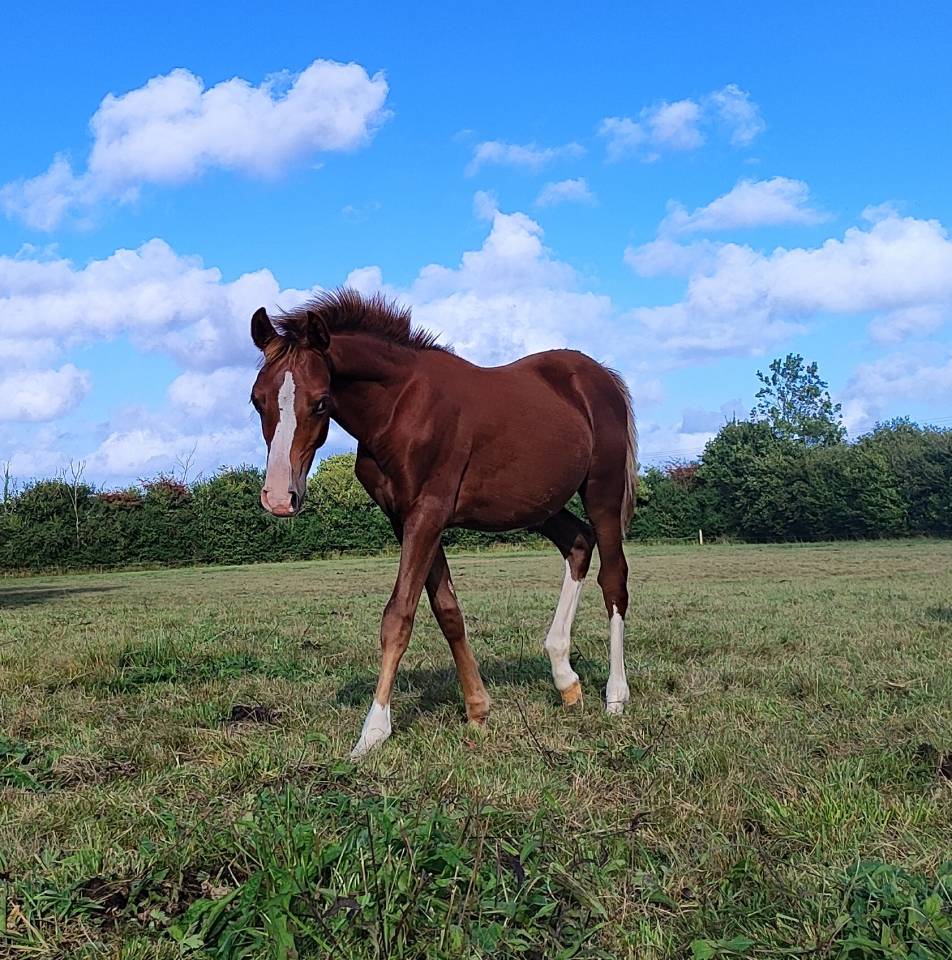 Poulain Mâle PFS par LINARO SL 