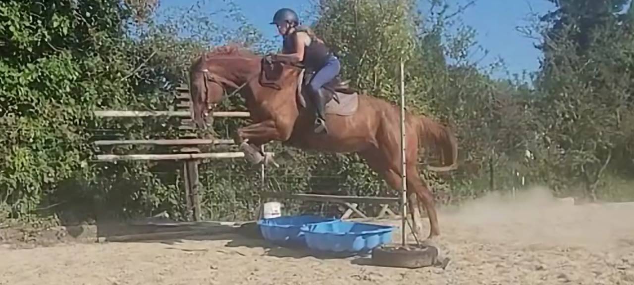 Cheval trotteur 