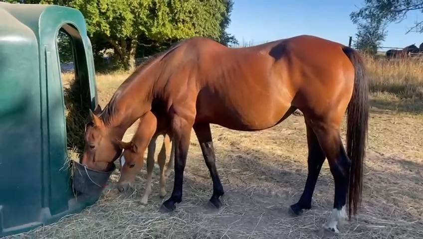 poulinière suitée 11 ans