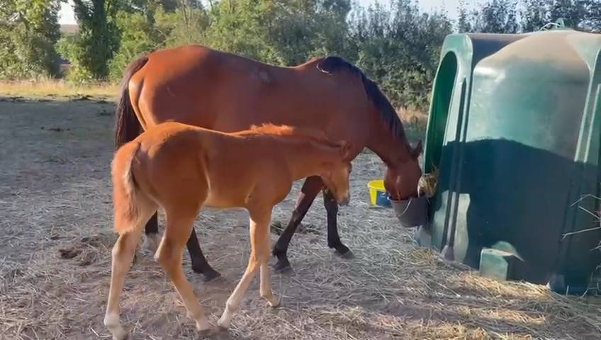 poulinière suitée 11 ans