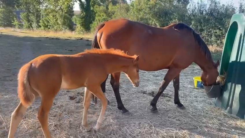 poulinière suitée 11 ans