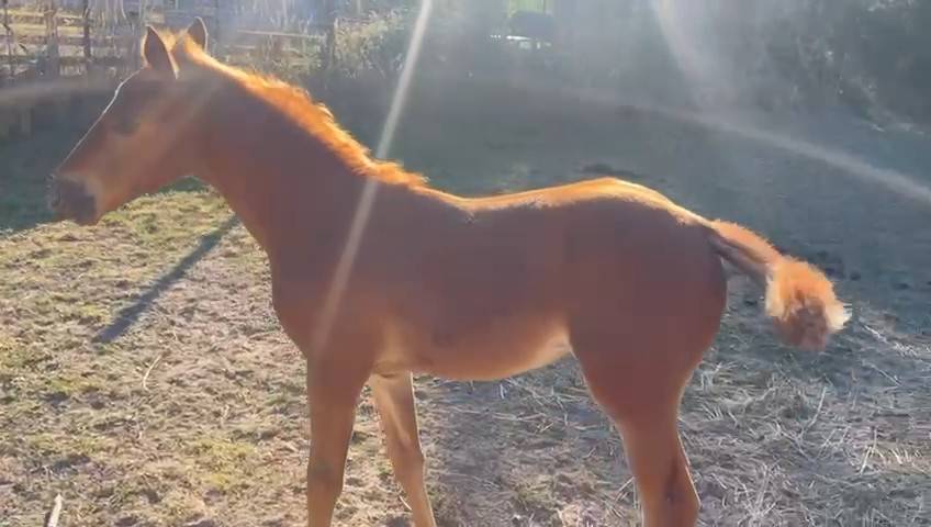 poulinière suitée 11 ans