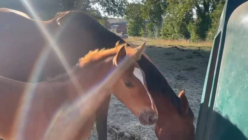 poulinière suitée 11 ans