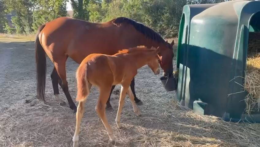 poulinière suitée 11 ans