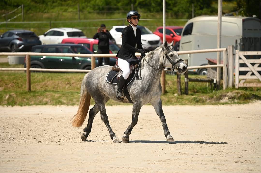 Poney Connemara 6 ans