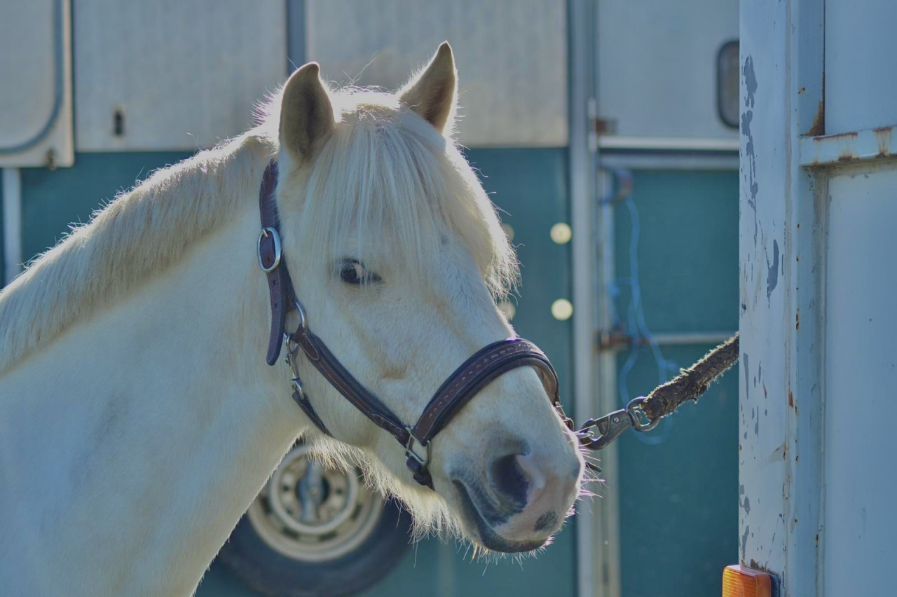 Hongre PFS 8 ans palomino recherche maison 5 étoiles