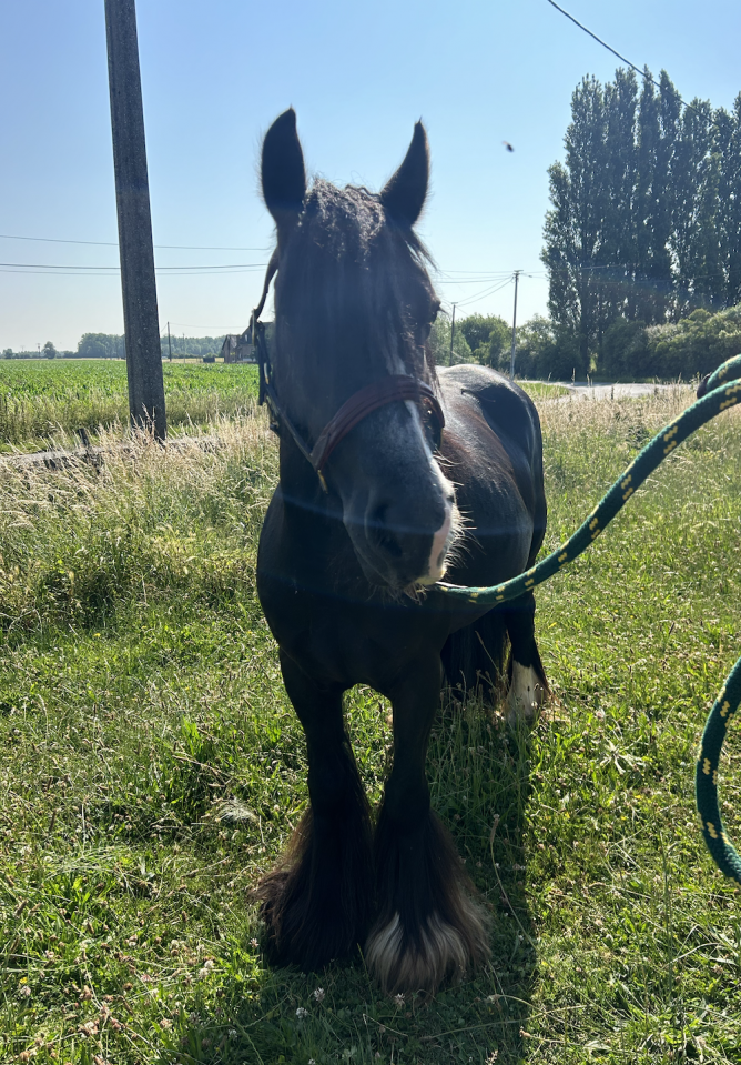 PONETTE petit D - 5ans À VENDRE - IRISH COB