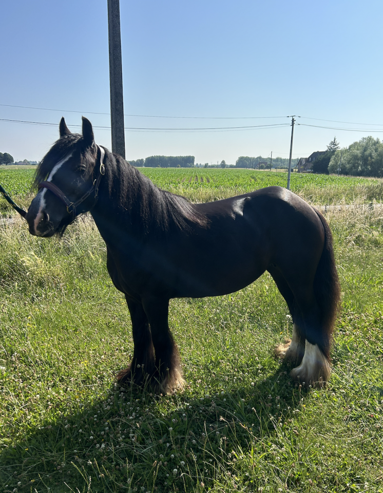 CLOGHEEN - 5ans - IRISH COB
