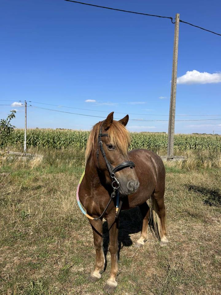 EASY JUMP - 11ans - 1m30