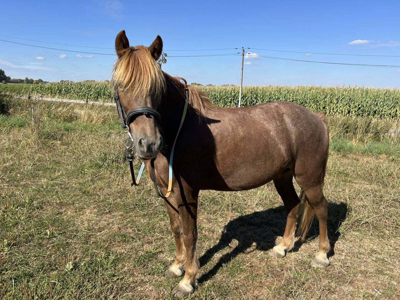 EASY JUMP - 11ans - 1m30