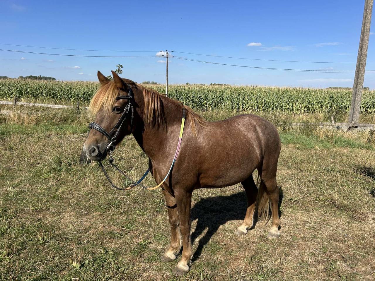 EASY JUMP - 11ans - 1m30