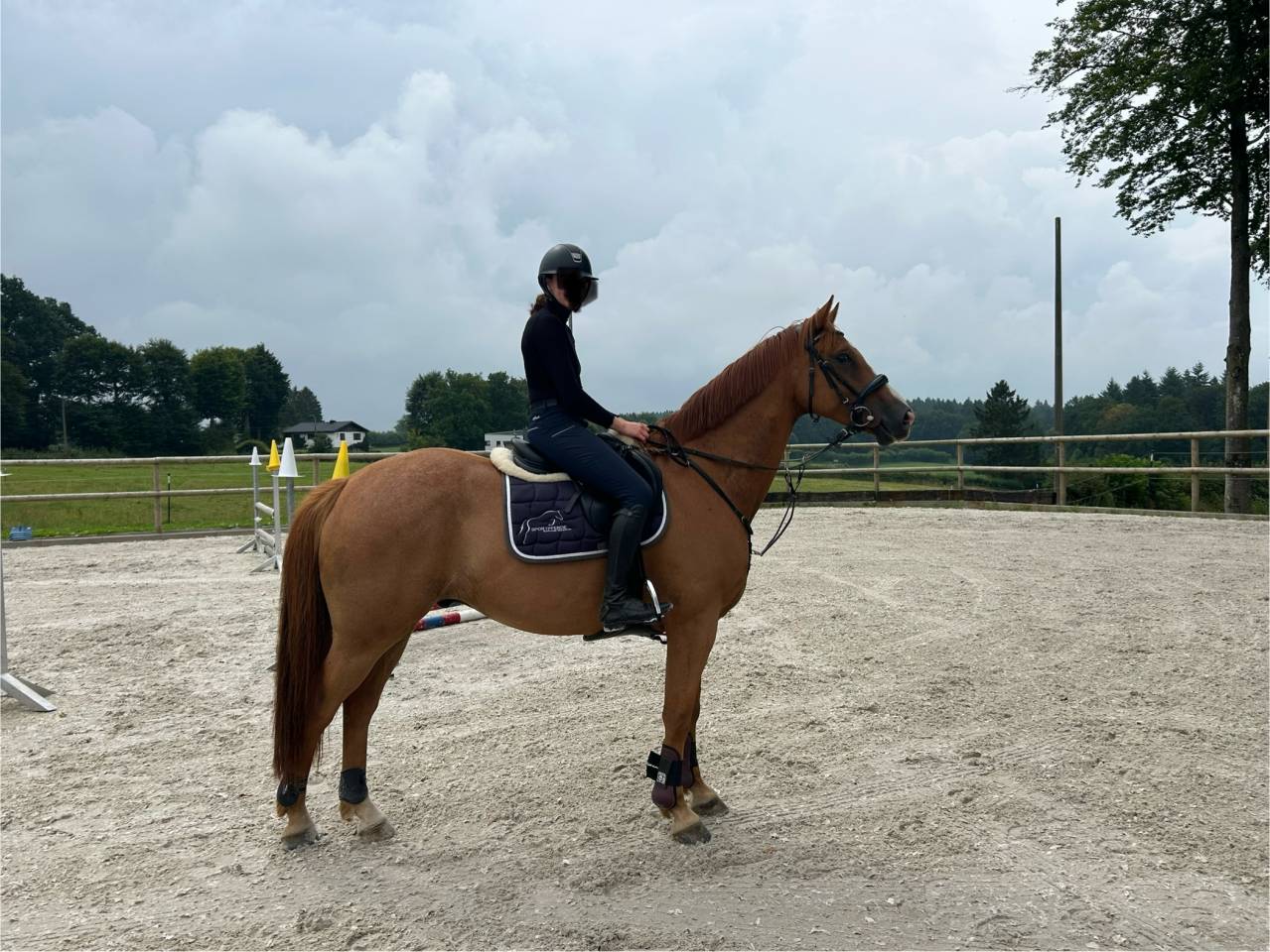 Cirano von Rotheck Z -hongre de 6 ans