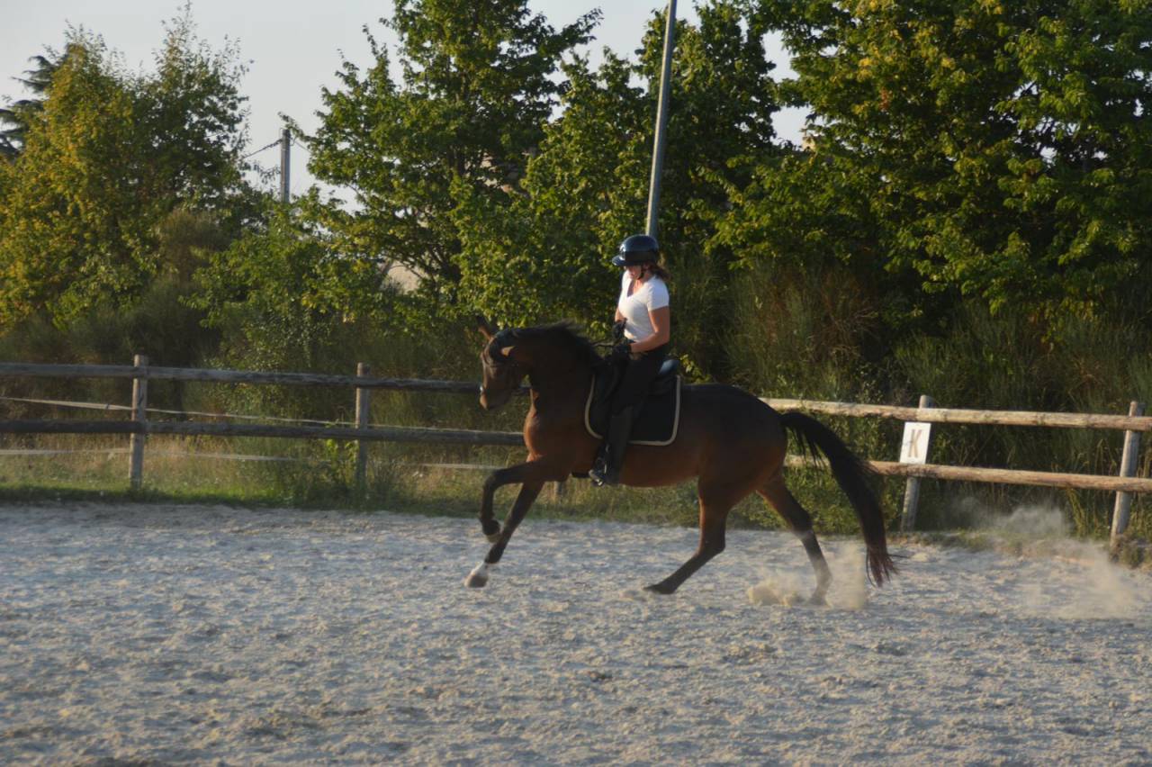 Hongre 4 ans dressage