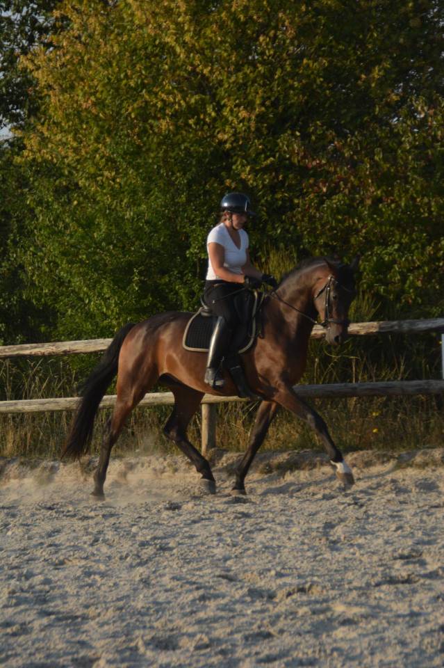 Hongre 4 ans dressage