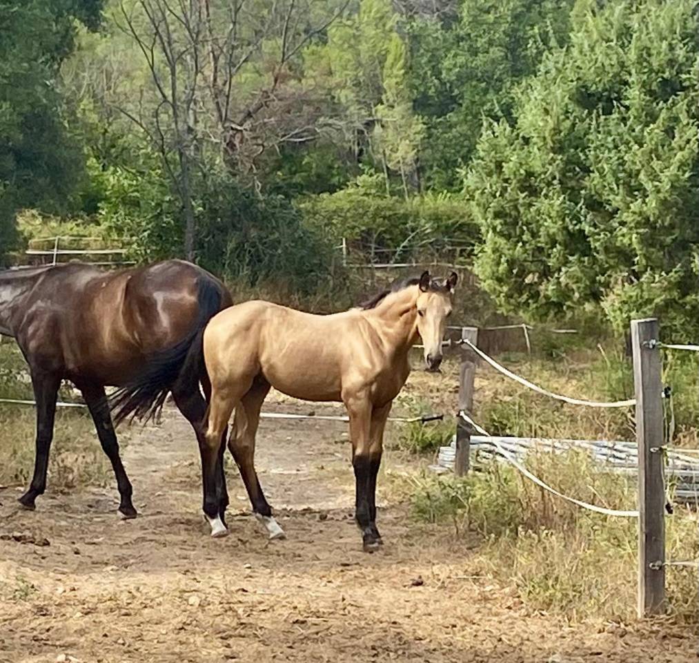 Magnifique poulain Isabelle dressage 