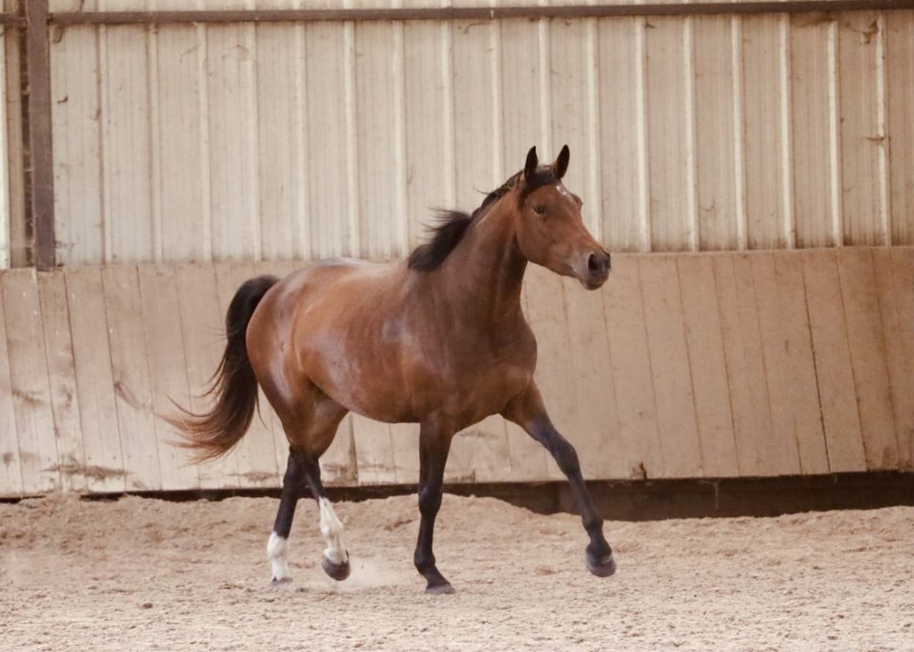 Jument de Sport à Vendre 