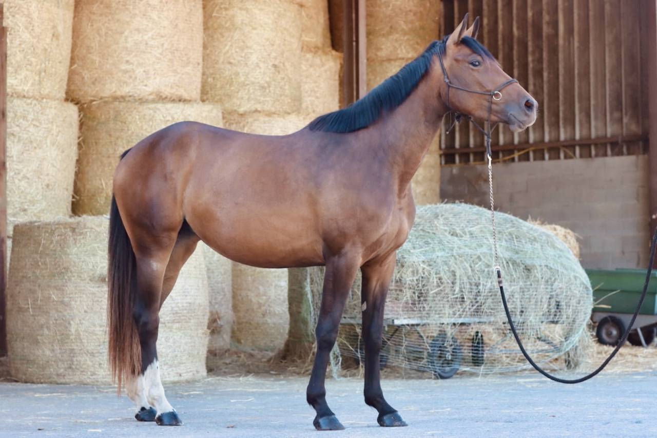 Jument de Sport à Vendre 