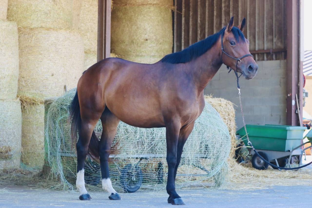Jument de Sport à Vendre 