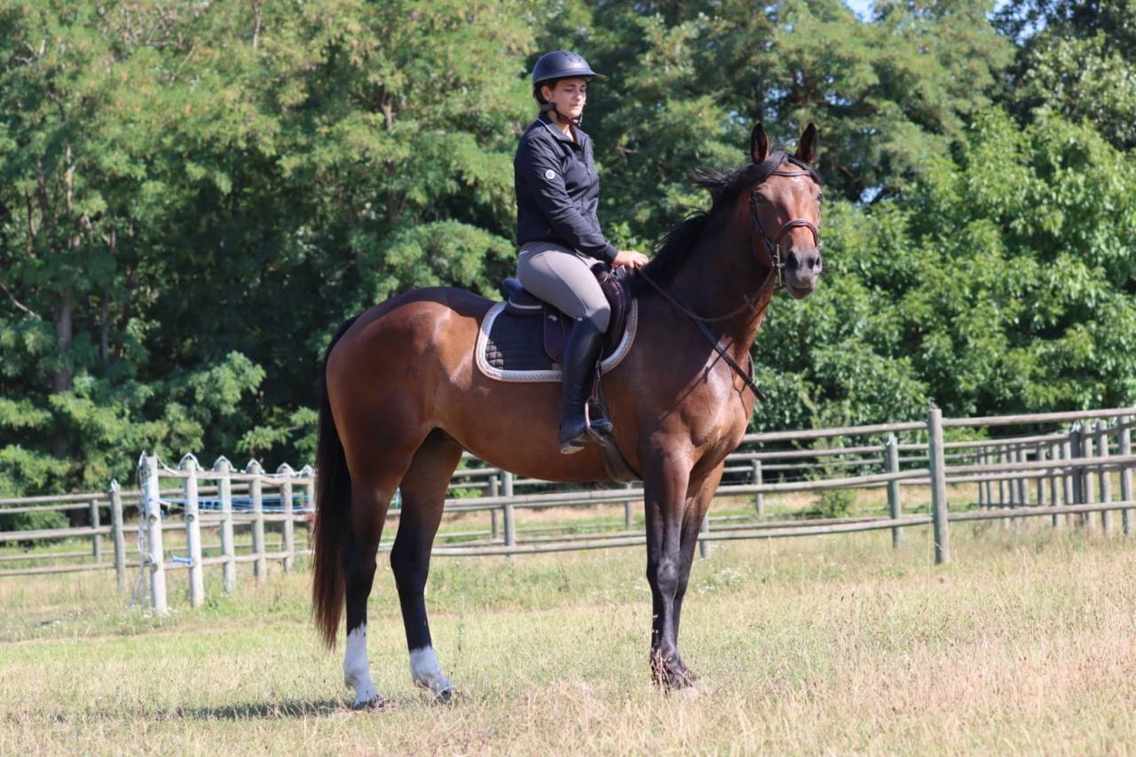 Jument de Sport à Vendre 