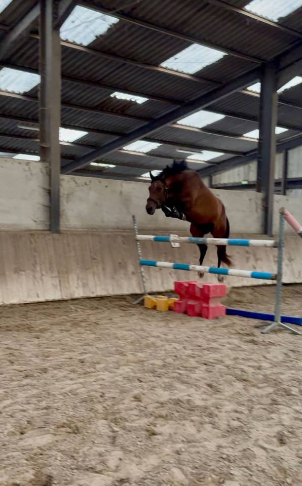 Jument de Sport à Vendre 