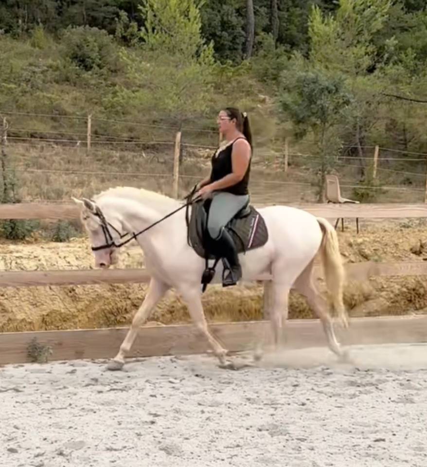 Hongre espagnol 3ans cremello