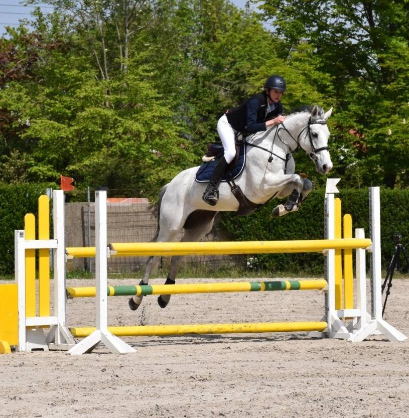 Hongre-OC- 1.65m - amateur CSO 110 -polyvalent eénéreux