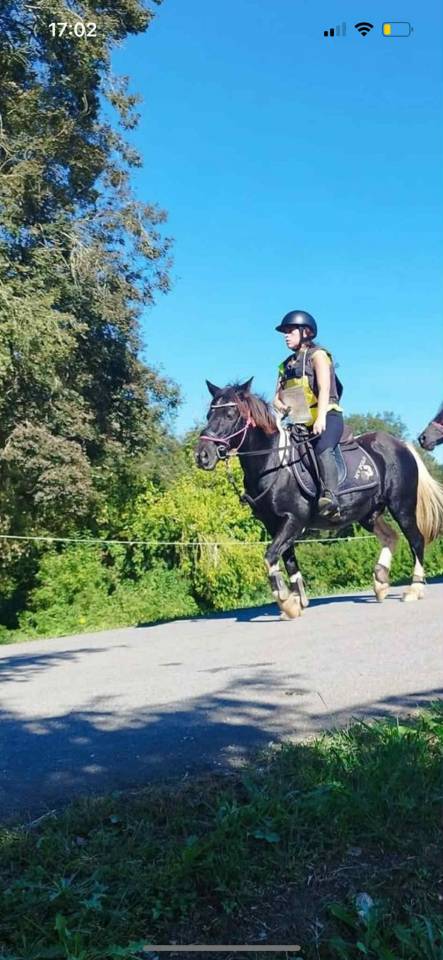 Adibou Poney Pottok 15 ans 