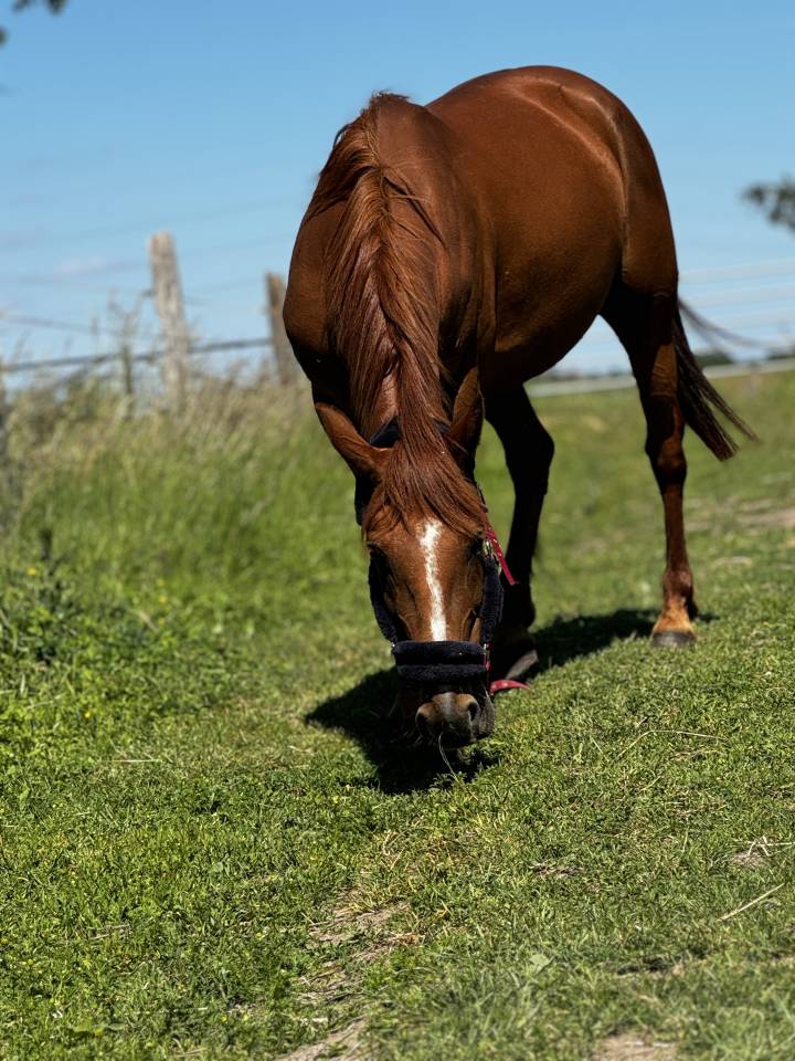 Cheval 