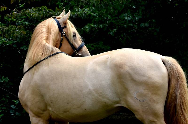 Passionata du Puits Carré pouliche PRE double pearl