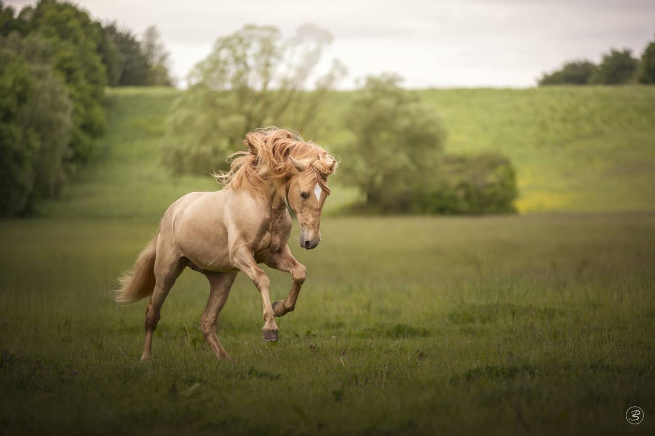 Passionata du Puits Carré pouliche PRE double pearl