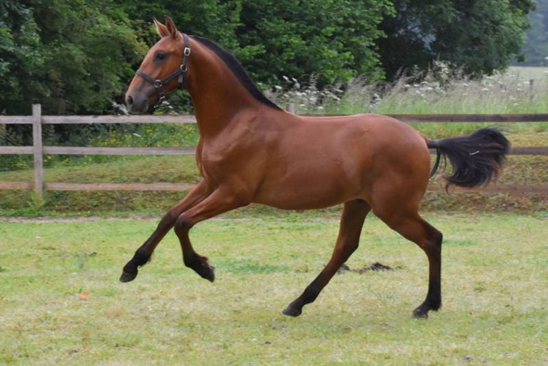Octavio du Puits Carré, poulain PRE 1 an bai pearl 
