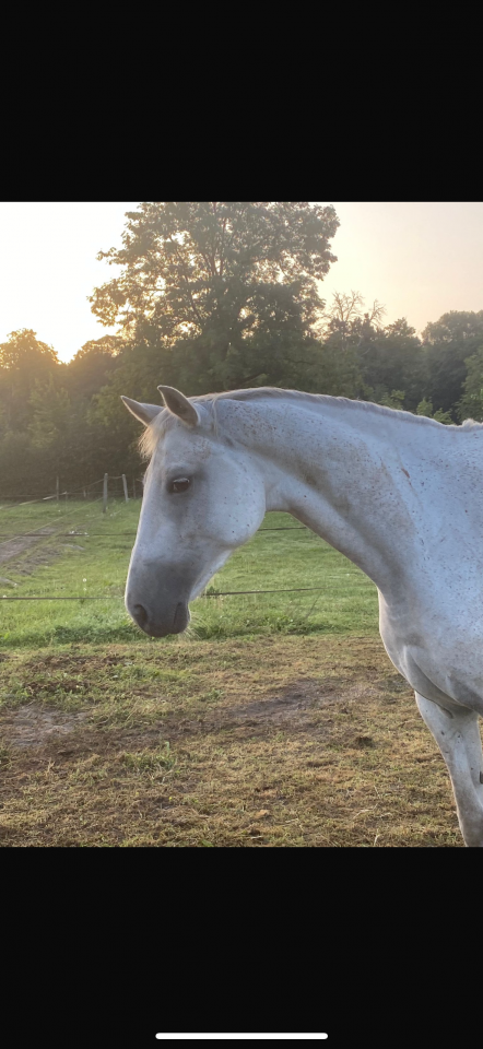 Jument selle français 9 ans 