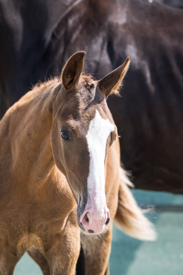 Poulain de dressage gros potentiel