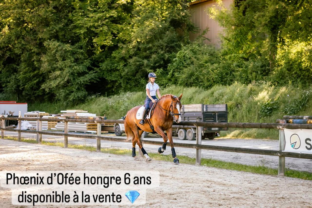 A vendre Pur Sang Lusitanien Hongre 6 ans 1M73