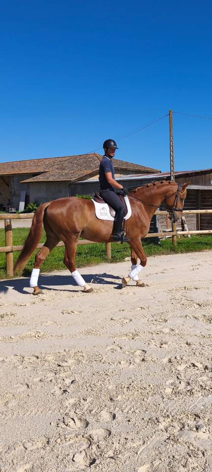 A vendre Pur Sang Lusitanien Hongre 7 ans 1M73
