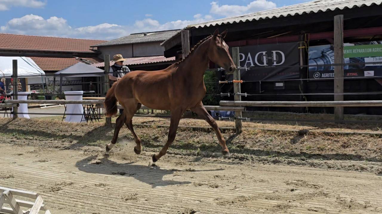 Hongre excellentes allures pour le dressage /top mental