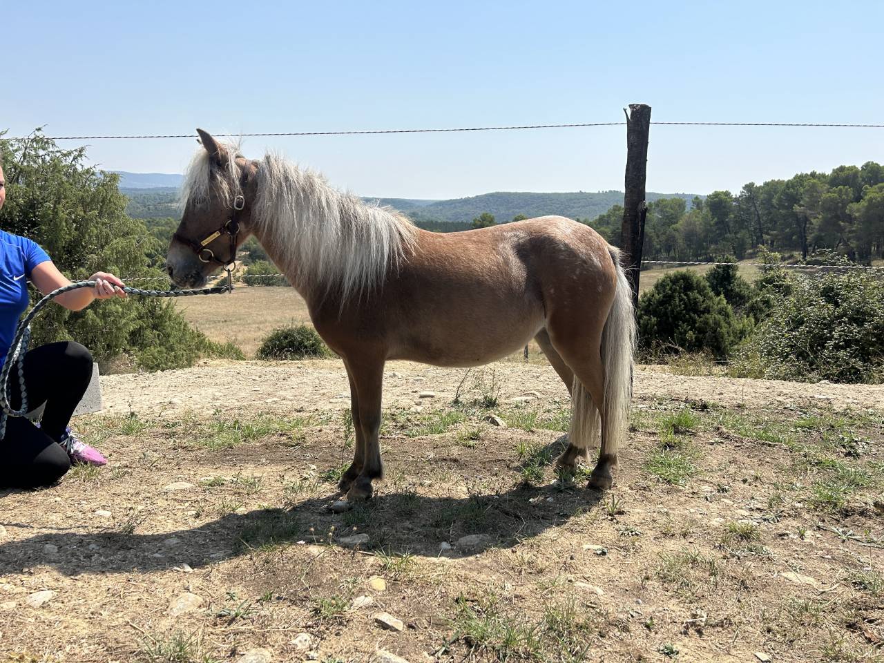 Ponette type shetland 